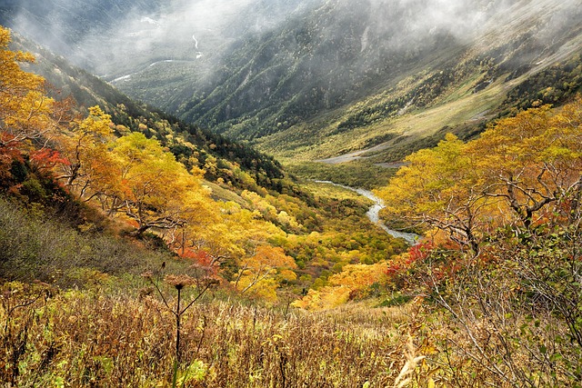 big forest with river